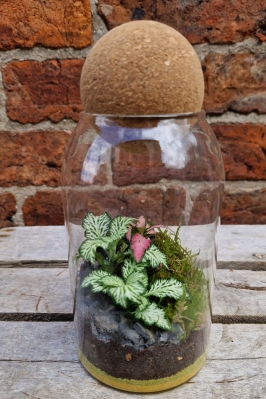 Terrarium   Small