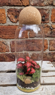 Terrarium   Medium