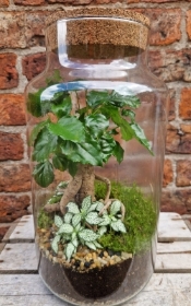 Terrarium   Large