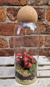 Terrarium   Medium